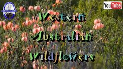 Wildflowers - C